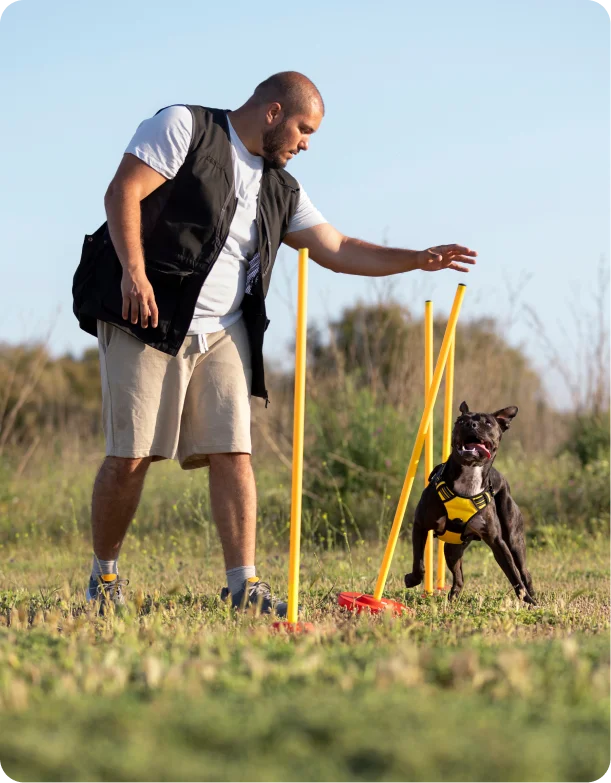 Are you looking for reliable guard dogs patrols?