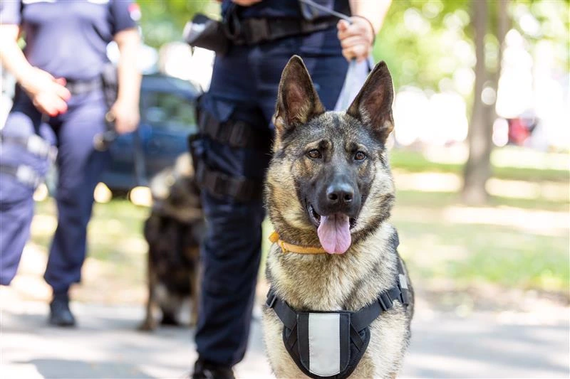 Why Property Managers in Manchester Choose Guard Dog Patrols for Security