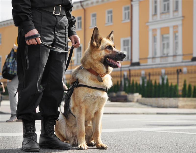 Are Guard Dog Patrols the Best Choice for Property Protection in Leicester?