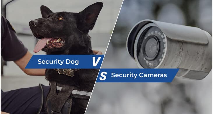 Protecting Your Business: Security Dog vs Security Cameras