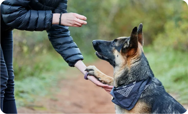 How do guard dogs enhance property security?