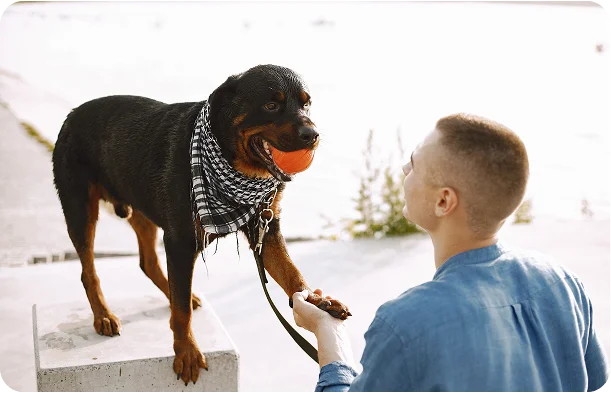 How do guard dogs help during large events or gatherings?