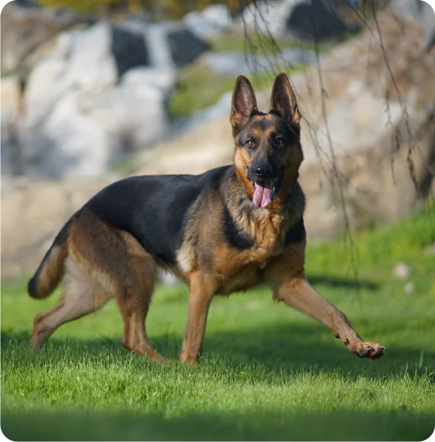 What are the features of guard dog patrols?