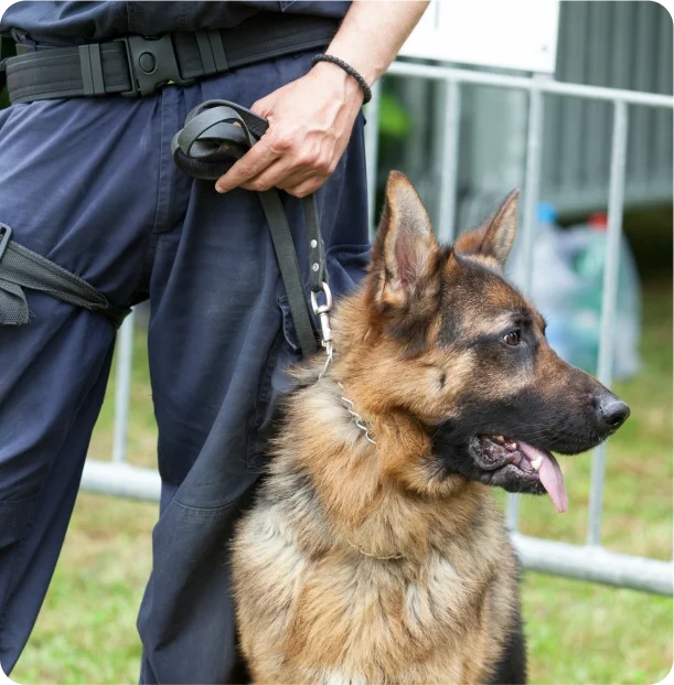 Strengthening protection with expert guard dog patrols